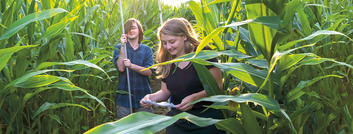 Image of smiling people walking through a corn maze